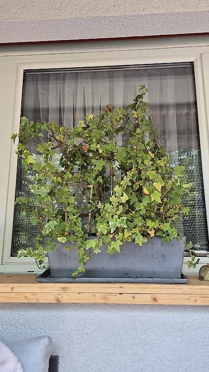 Plantes & graines: Balkonpflanze / Zimmerpflanze Efeu – D'occasion à Wetzikon ZH par Cxtnorbi1
