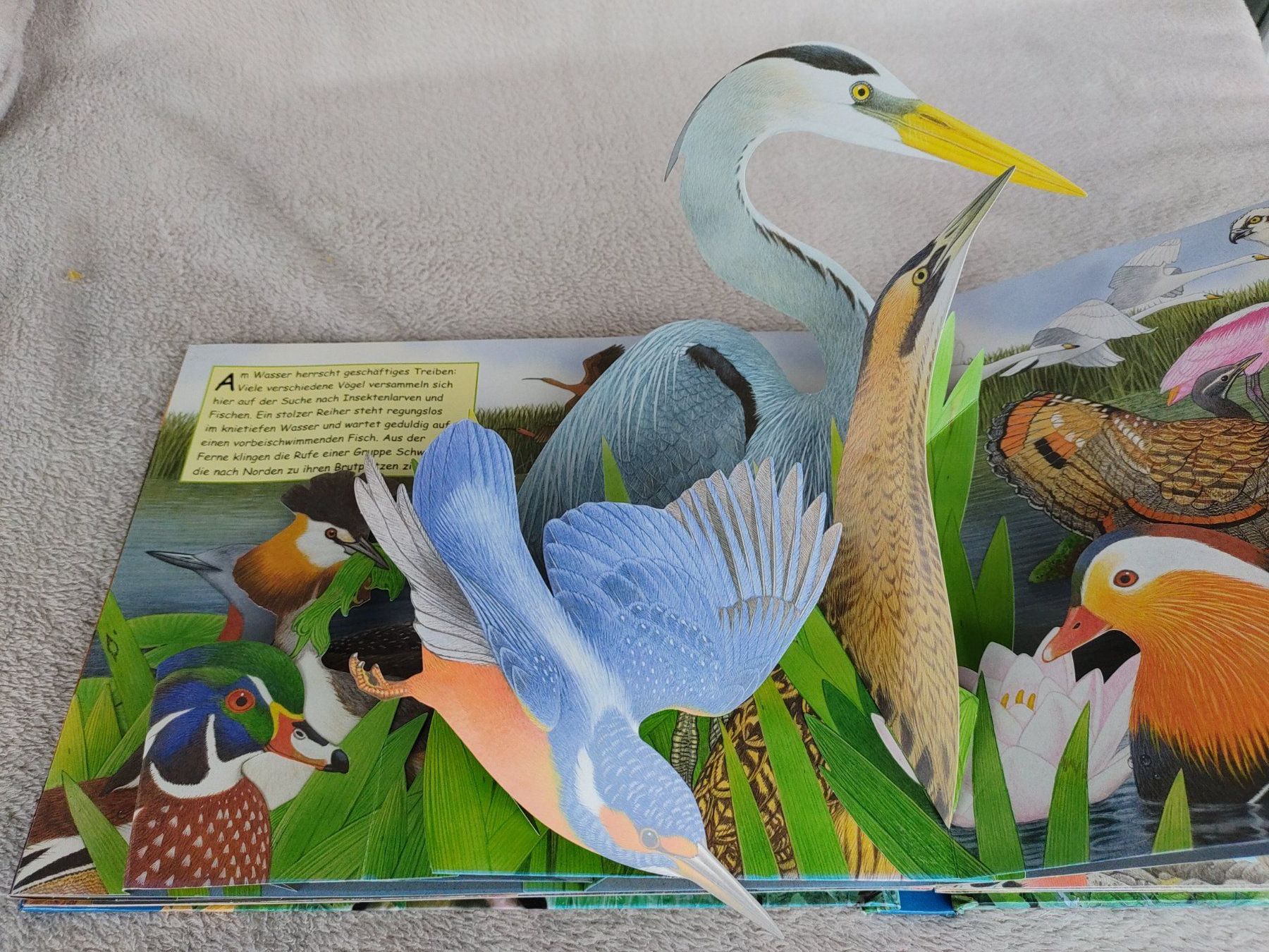 Libri: Buch Zauberklang der Vögel – Usato da Strengelbach venduto da Phorensic_30 2