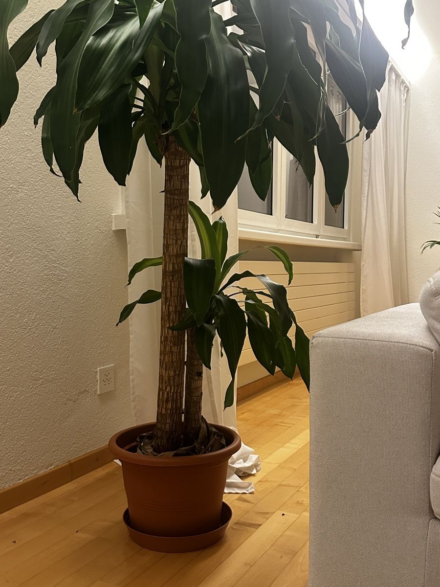 Plantes & graines: House plant dracaena fragrans – D'occasion à Zürich par ser_g2zq 2