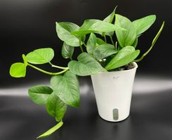 Epipremnum aureum 'Jade' in Semihydro