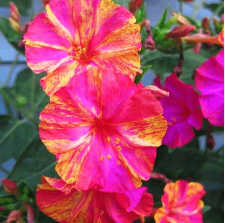 Piante & sementi: WUNDERBLUME Mirabilis Jalapa / 5 Samen / DUFTEND – Nuovo (secondo la descrizione) da Hinteregg venduto da ERFOLG78 4