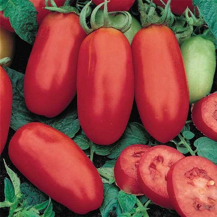 Piante & sementi: 50 Samen Tomate SAN MARZANO Alte Sorte IT – Nuovo (secondo la descrizione) da Ehrendingen venduto da VerveinaSamen 2