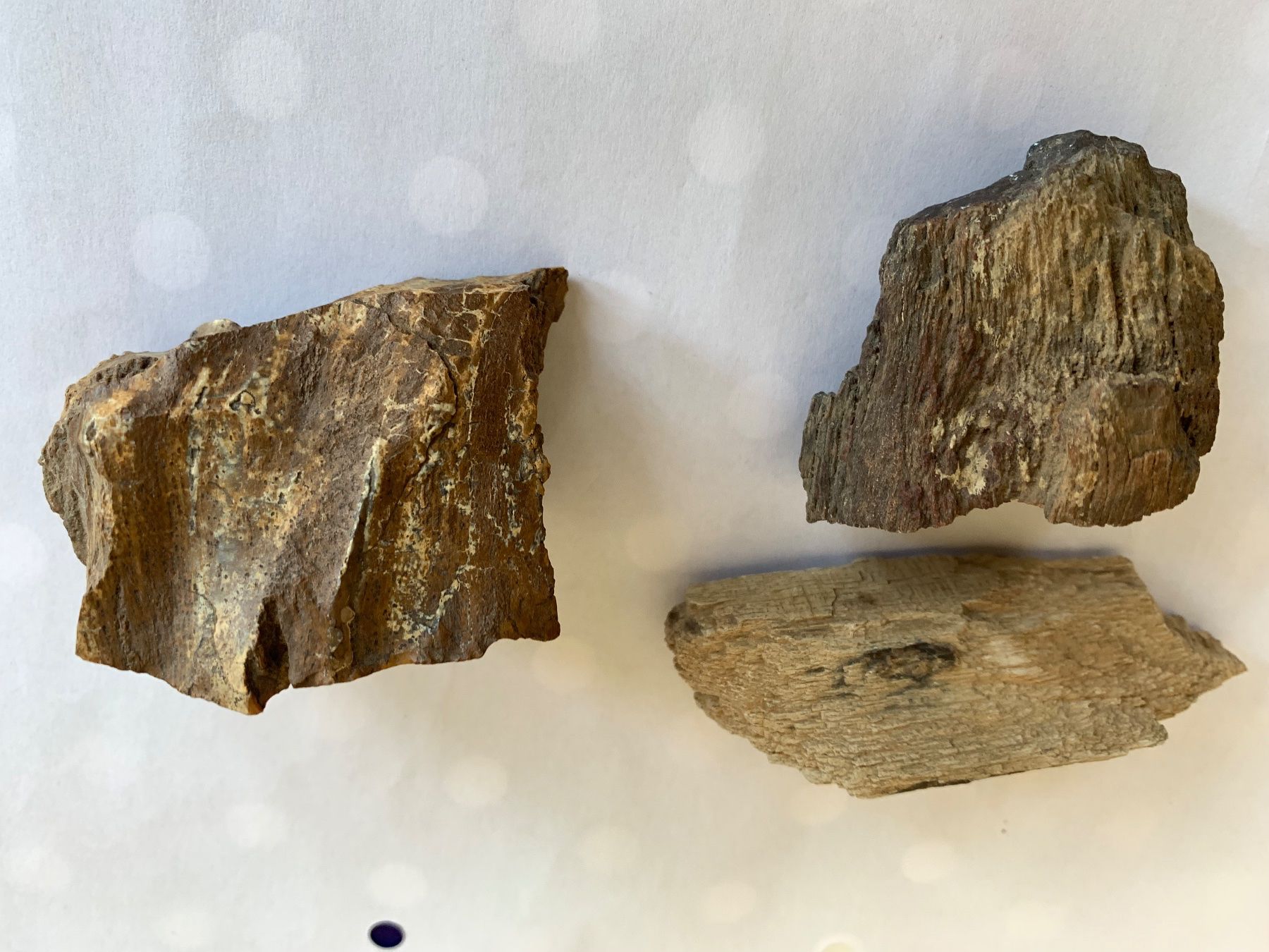 Fossili: 3 Interessante "Ver?"-steinerungen – Usato da Basel venduto da Akinom50 2