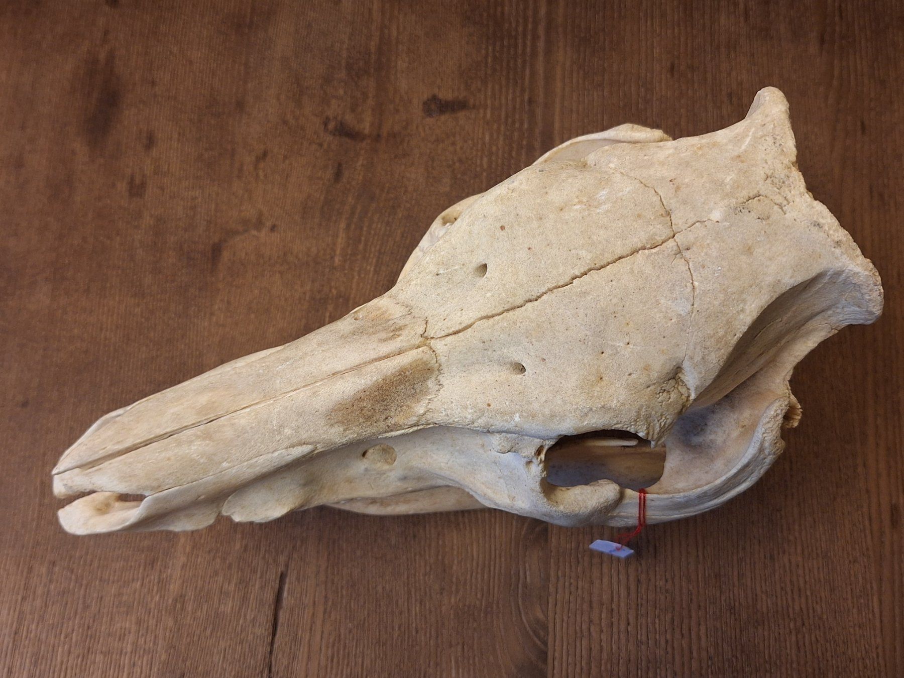 Monde des animaux: Schweineschädel – D'occasion à Widnau par skullcollector 4