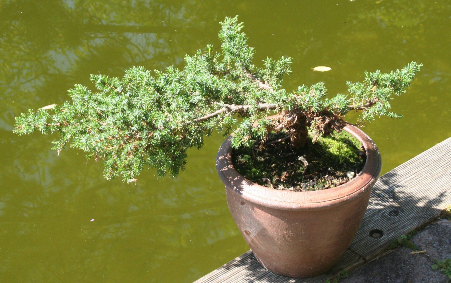 Piante & sementi: BONSAI  -  Kriechwacholder – Usato da Gretzenbach venduto da Sikim 1