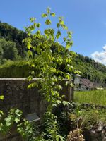 Eschen-Ahorn
