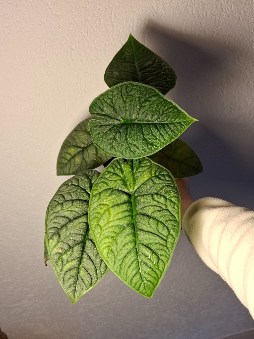 Pflanzen & Samen: Alocasia Melo – Gebraucht aus Hausen AG von Pflaenzlioase