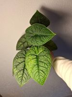 Alocasia Melo