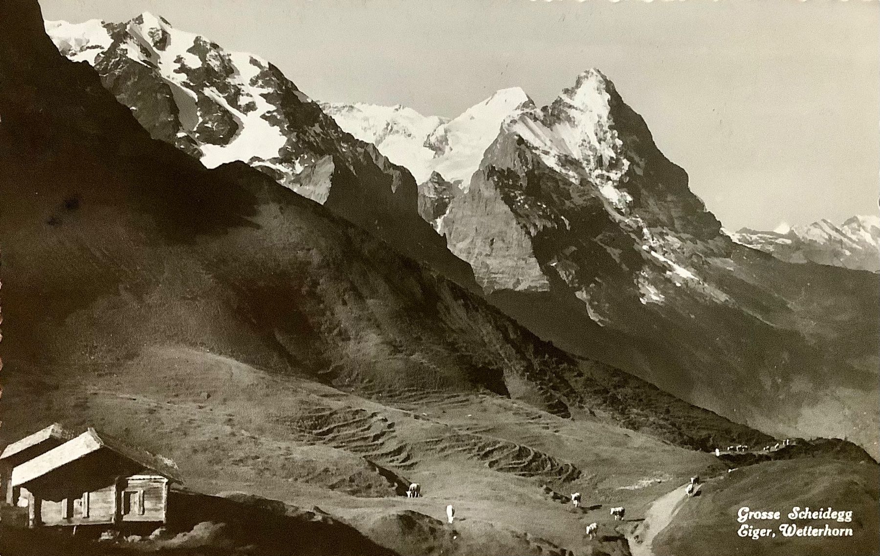 Cartoline postali: GROSSE SCHEIDEGG - Alphütte & Kühen - Berner Oberland – Usato da Root venduto da ENGLAND-TREASURES 1