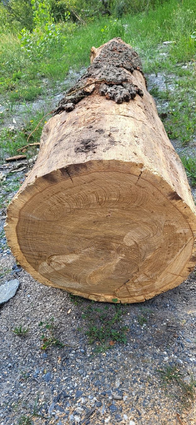 Articoli in legno: Eiche Stamm Eichenholz 4 meter Massivholz  – Nuovo (secondo la descrizione) da Jenins venduto da Wald-kauz 1