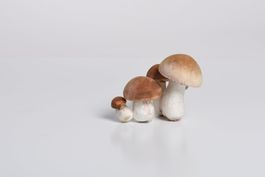 Pilze Steinpilz Deko