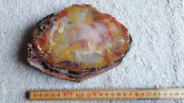 Bois fossilisé, bois pétrifié, bois silicifié