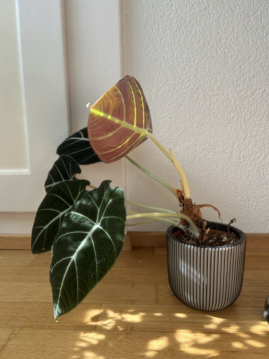 Piante & sementi: Alocasia black velvet – Usato da Zürich venduto da fabuulois 3