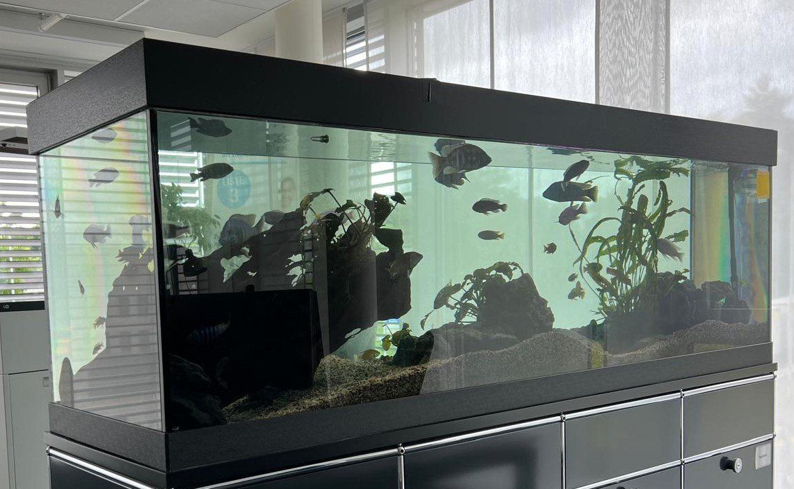 Terrario: Terrarium mit Deko – Usato da Boniswil venduto da Jpis 1