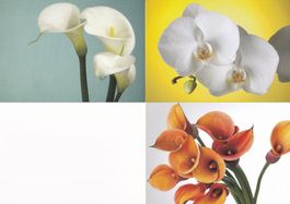 3 Postkarten mit Blumenmotiven
