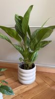 Topfpflanze, Zimmerpflanze, Palme