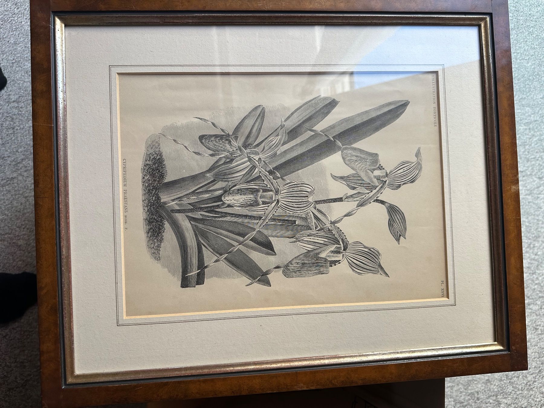 Foto & Immagini: Botanischer Druck – Difettoso da Ins venduto da urs_8lkd 5