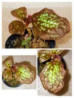 Sonerila sp. Glowing Dots