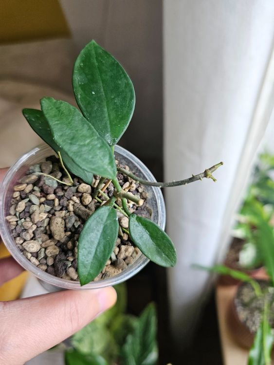 Hoya Siamica | Kaufen auf Ricardo