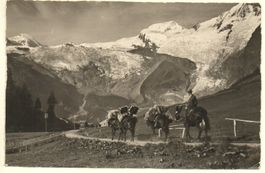 SAAS-FEE Maultierpost
