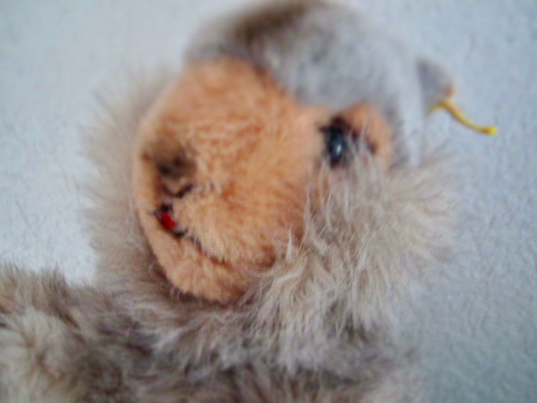 Steiff Giocattoli: GRANDE MARMOTTE ANCIENNE STEIFF – Usato da Murten venduto da Selliot 3