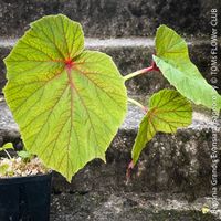 Begonia Grandis Evansiana Sapporo - winterharte Begonie