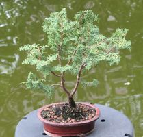 BONSAI  -  Zypresse