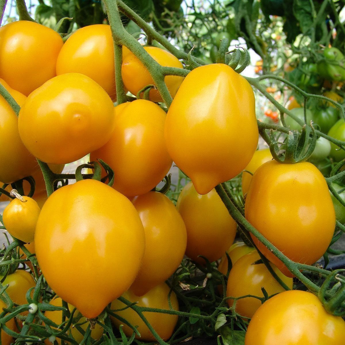 Piante & sementi: 30 Samen Tomate Citrina Lemonplum – Nuovo (secondo la descrizione) da Ehrendingen venduto da VerveinaSamen