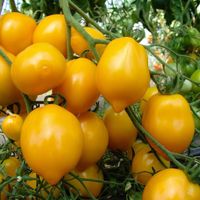 30 Samen Tomate Citrina Lemonplum