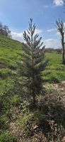 Sequoia sempervirens 
