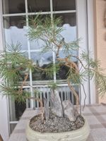 Wunderschöner Bonsai Baum Kiefer mit Steinen für Ihr Zuhause