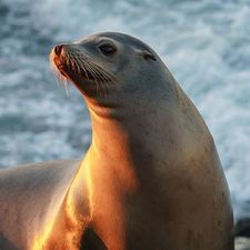 Profile image of Collectif_le_phoque