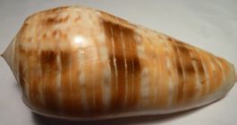 SCHÖNE GROSSE CONUS DUSAVELI,-MUSCHEL,---82 MM -GROSS