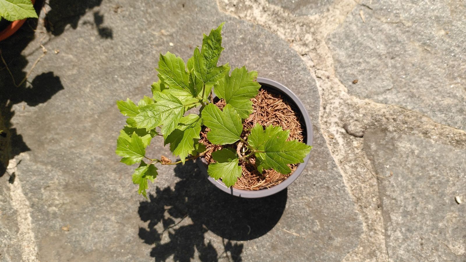 Piante & sementi: Schneeball «Compactum» (Viburnum opulus) – Usato da S. Antonio venduto da Sscch 1