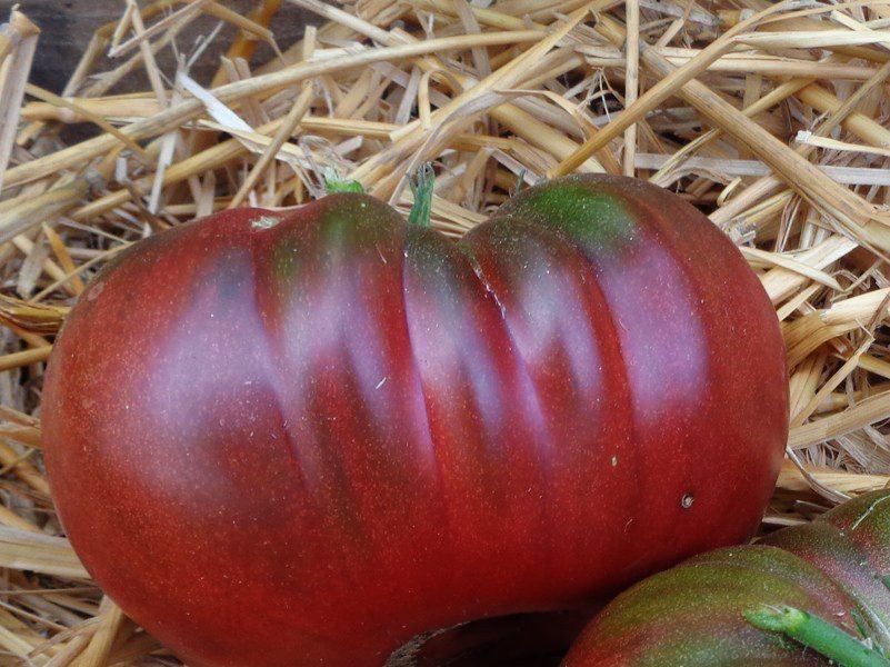 Piante & sementi: 50 Samen TOMATE FROM TULA Alte Sorte – Nuovo (secondo la descrizione) da Ehrendingen venduto da VerveinaSamen 5