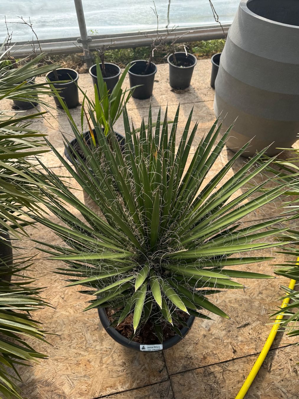 Piante & sementi: Yucca Filiferia - Versand möglich – Nuovo e nell'imballaggio originale da Zuckenriet venduto da Thur_Plant 2