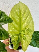 🌿 Alocasia sinuata Variegata (Mint) – Rhizome #3