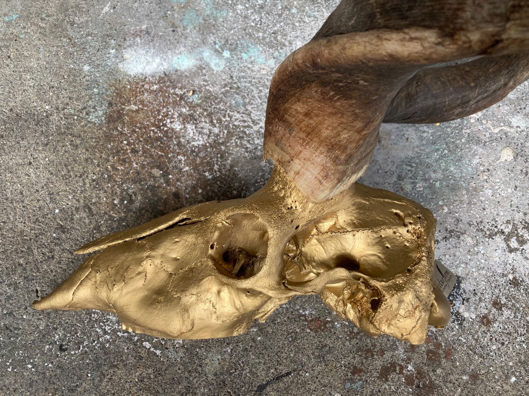 Welt der Tiere: Kudu Trophäe 3 – Gebraucht aus Grosswangen von arum01 4