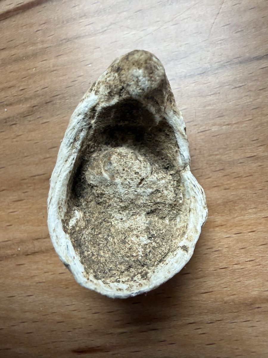 Fossilien: Versteinerte Muschel – Gebraucht aus Grenchen von Bastet007 3