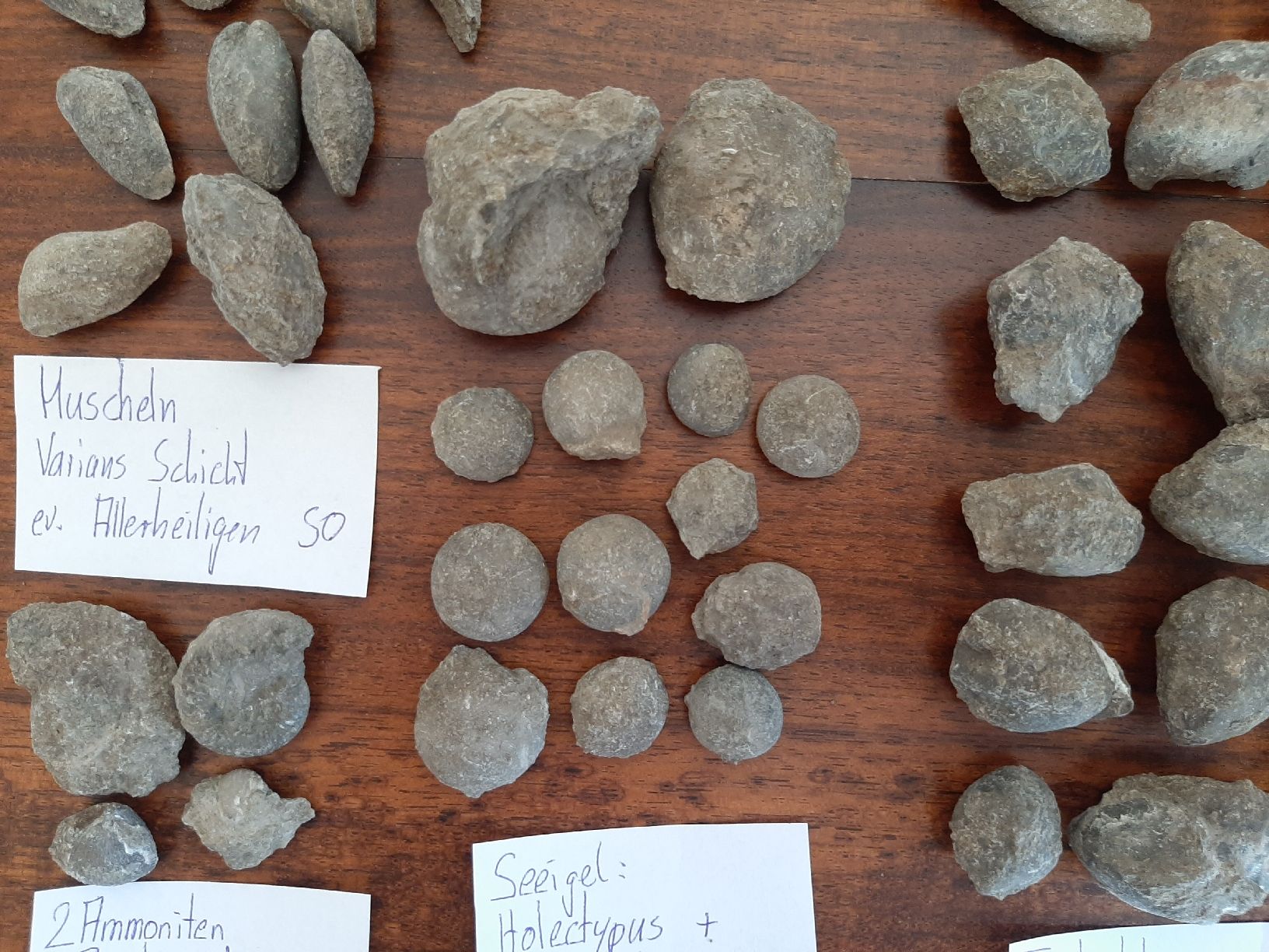 Fossili: Verschiedene Fossilien Schweiz – Usato da Rickenbach BL venduto da Oktober68 2