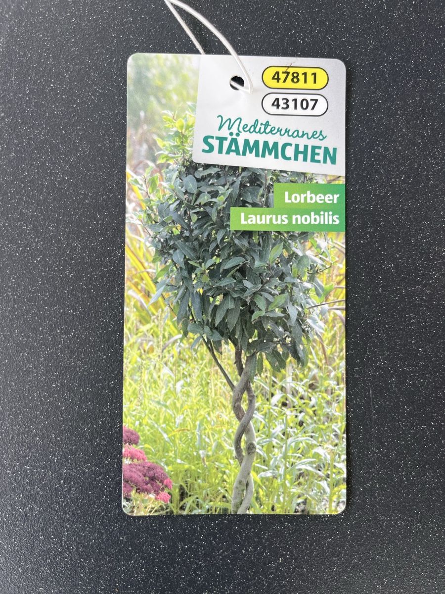 Piante & sementi: Lorbeerbaum 70cm – Usato da Chur venduto da imperoimperiale 1
