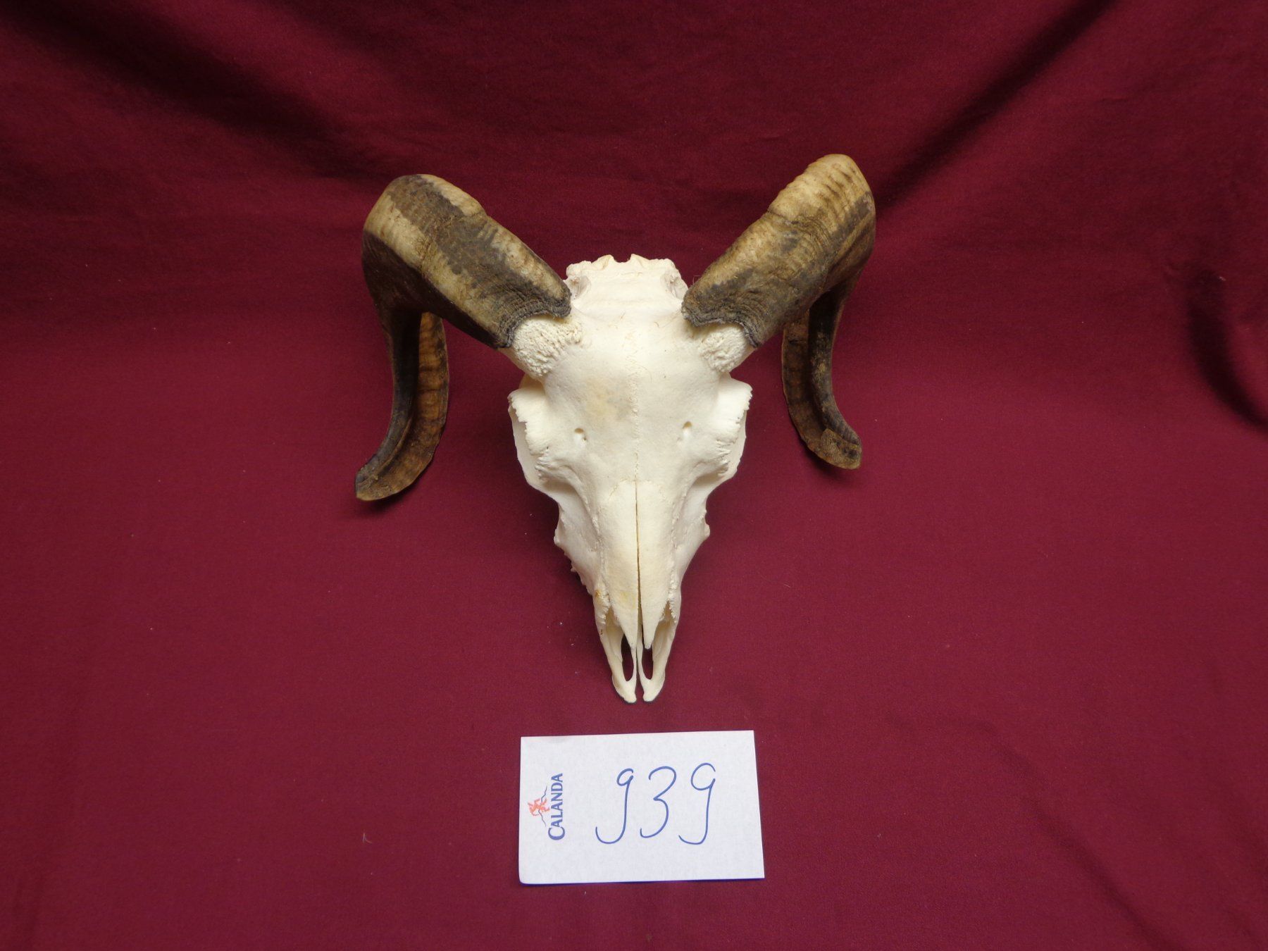 Il mondo degli animali: Widder, Geweihe, Trophäe, Horn, Dekoration, Jagd Abwurfst. – Usato da Andeer venduto da Baerenburger 8