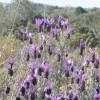 Piante & sementi: Lavande Papillon  2x – Nuovo (secondo la descrizione) da Bremblens venduto da FIBONACCI369 1