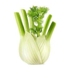 Profile image of 1Fenchel