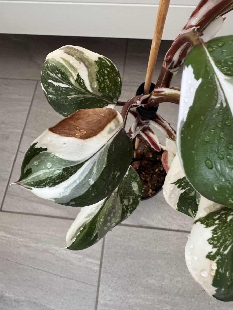 Pflanzen & Samen: Philodendron White Knight – Gebraucht aus Sugiez von fabandy16 4