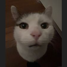 Profile image of melinaurbanitzy