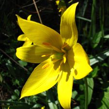 Profile image of Wildtulpe