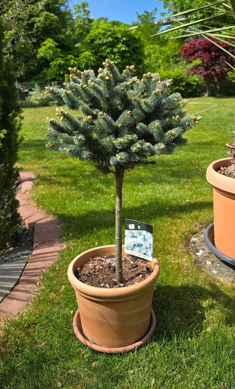 Piante & sementi: Picea pungens 'Glauca Globosa Stämmchen – Nuovo (secondo la descrizione) da Aarburg venduto da popkorn65 2