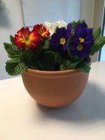 Gartentopf aus Ton inkl. Untersetzer / Tontopf /Pflanzentopf
