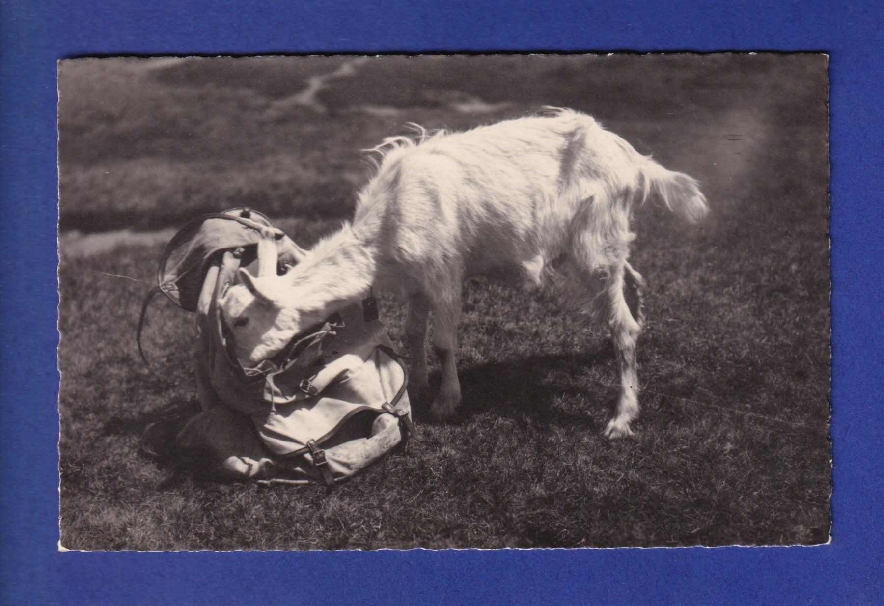 Cartoline postali: CHEVRE – Usato da Pully venduto da nicecards-shop
